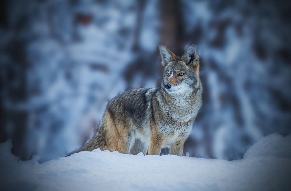 Coyote in Winter from Jenny Qiu