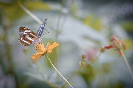 butterfly