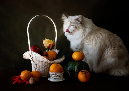 Cat and fruit