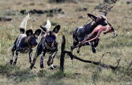 Competition of wild dogs