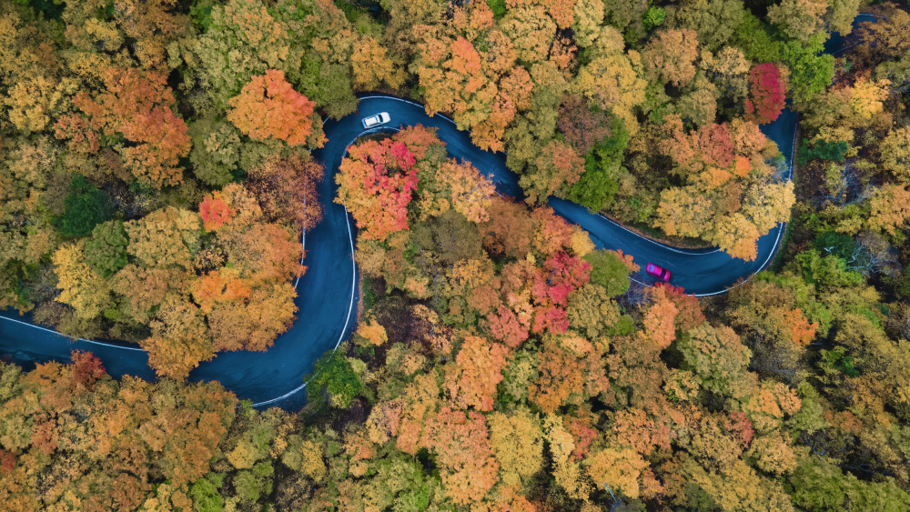 Autumn curve from Jie Jin
