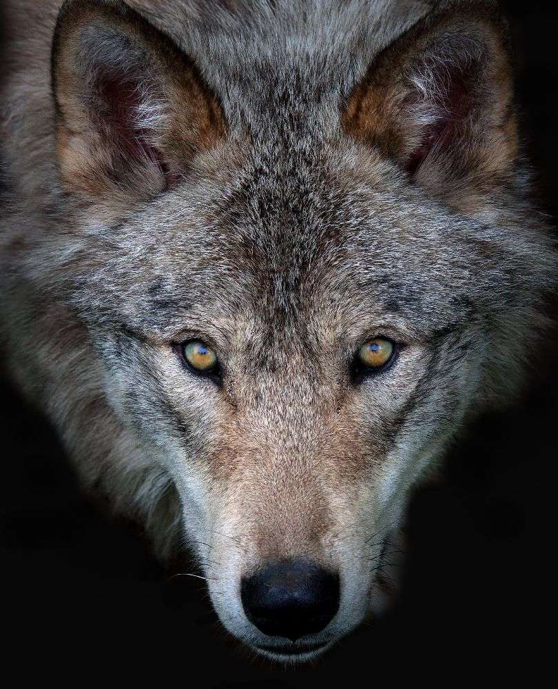 All the better to see you - Timber Wolf from Jim Cumming