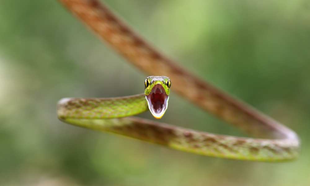 Green Parrot Snake from Jim Cumming