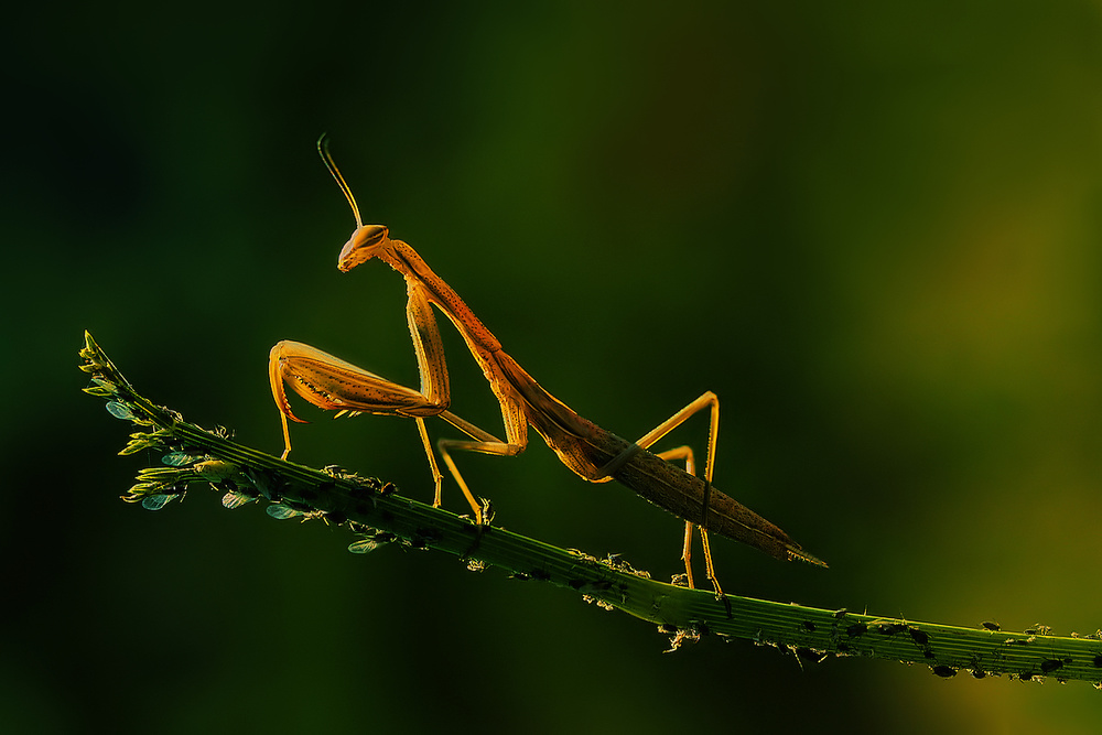 Mantis and aphids from Jimmy Hoffman