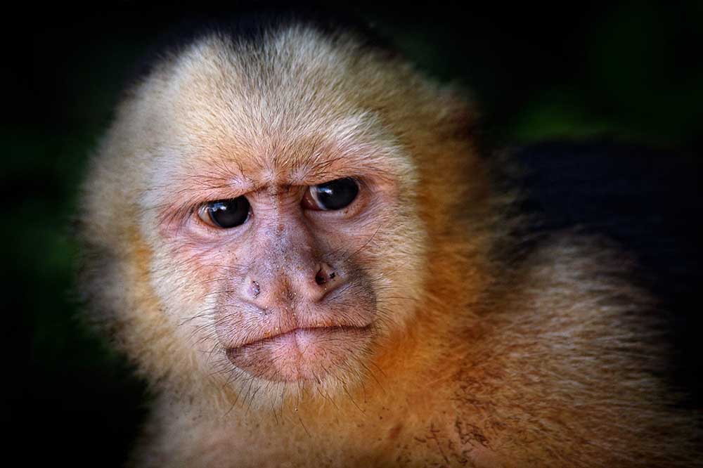 Capuchin monkey from Jimmy Hoffman