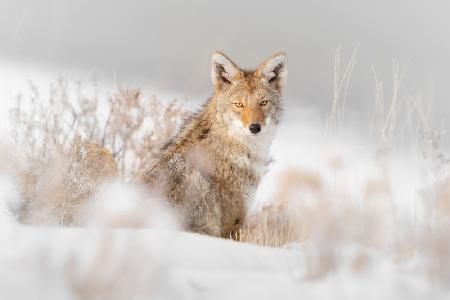 Coyote sitting on the snow