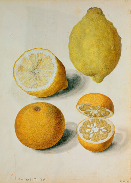 Lemons: Citrus limonum and Citrus aurantium from J.le Moyne  de Morgues