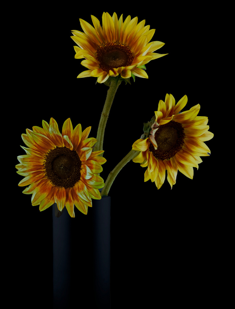 Sunflowers in Shadows from jlloydphoto