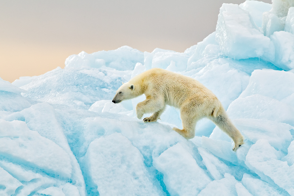 Polar Bear at Svalbard from Joan Gil Raga