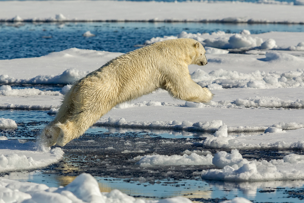 Polar bear jumping from Joan Gil Raga