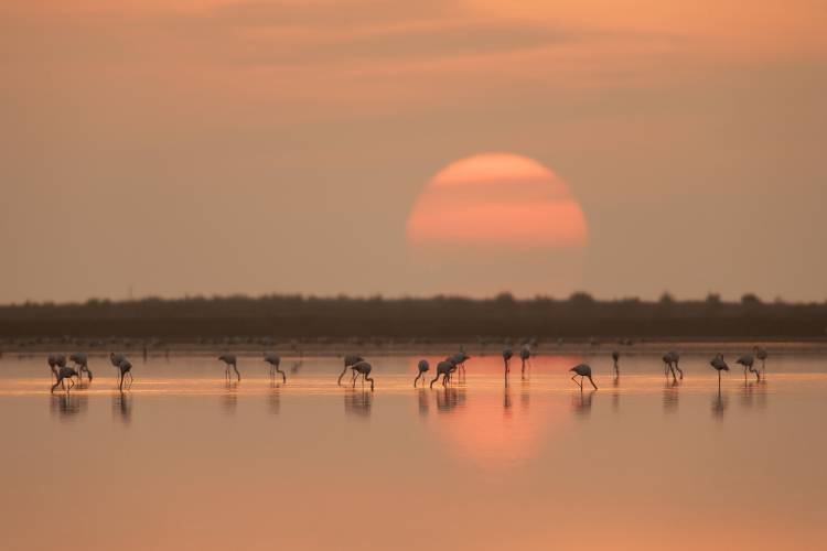 Flamingos at Sunrise from Joan Gil Raga