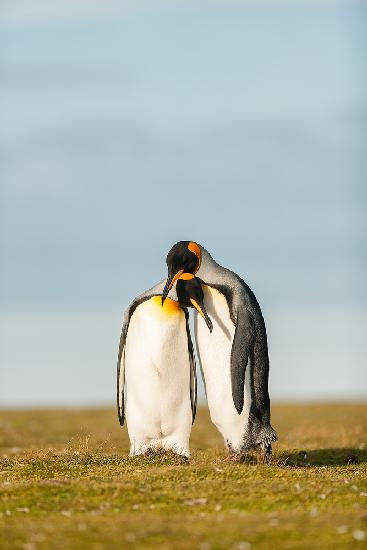 King Penguins couple