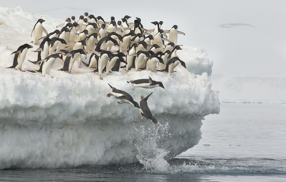 Penguins jumping from Joan Gil Raga