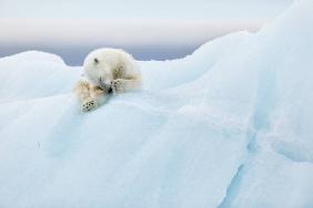Polar Bear Grooming