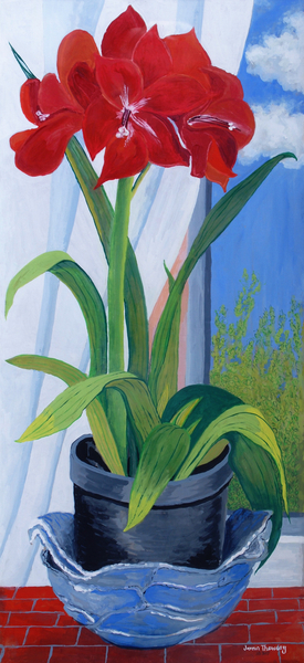 Amaryllis in a Blue Bowl from Joan  Thewsey