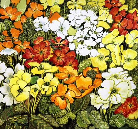 Primrose Border, white, yellow, orange and red primroses