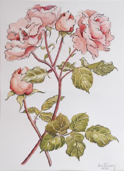 Roses,Abraham Darby