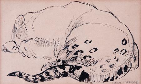 Sketch,Leopard,London Zoo