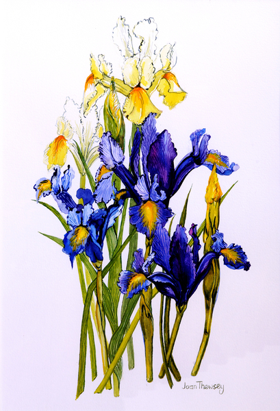 Three Purple and Two Yellow Iris with Buds from Joan  Thewsey