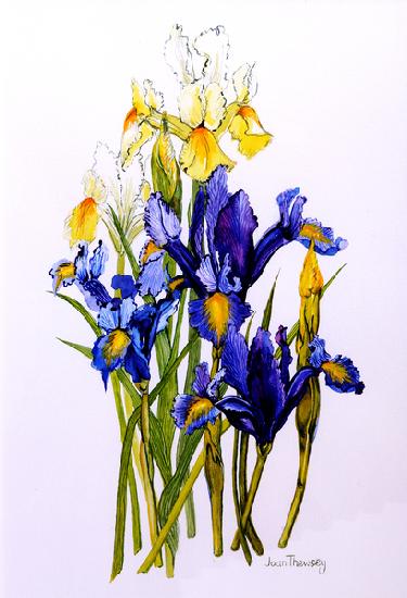 Three Purple and Two Yellow Iris with Buds