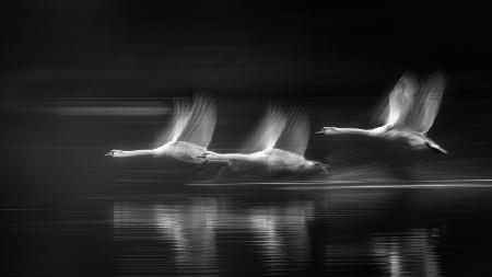 The swans in flight