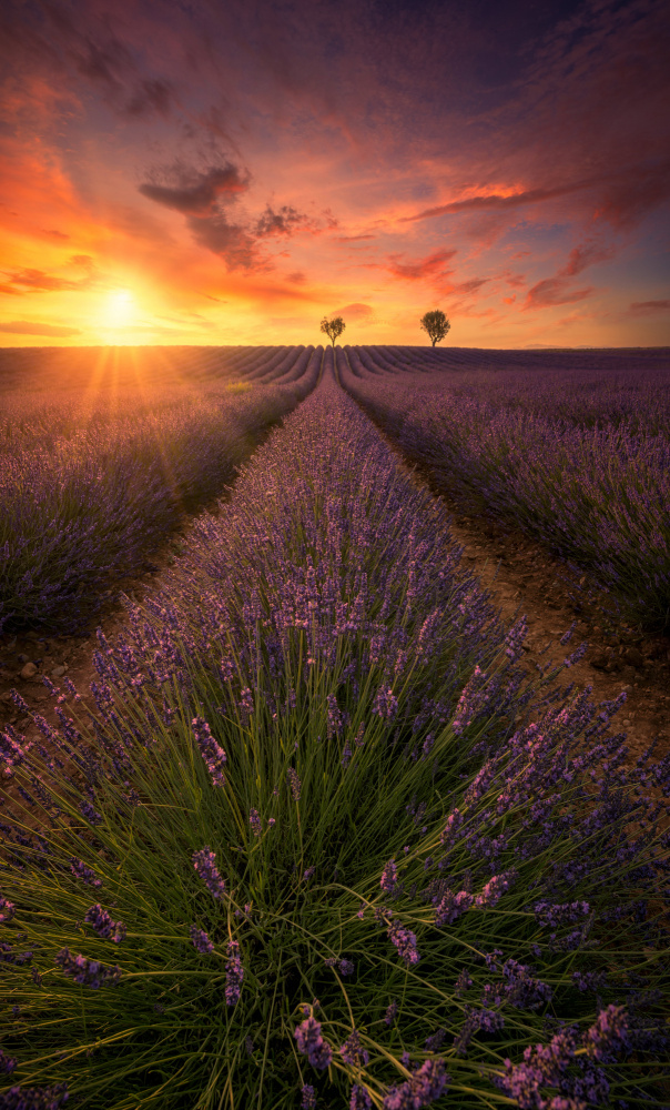 Spectacular sunset in Valensole lavender fields A738700 from joanaduenas