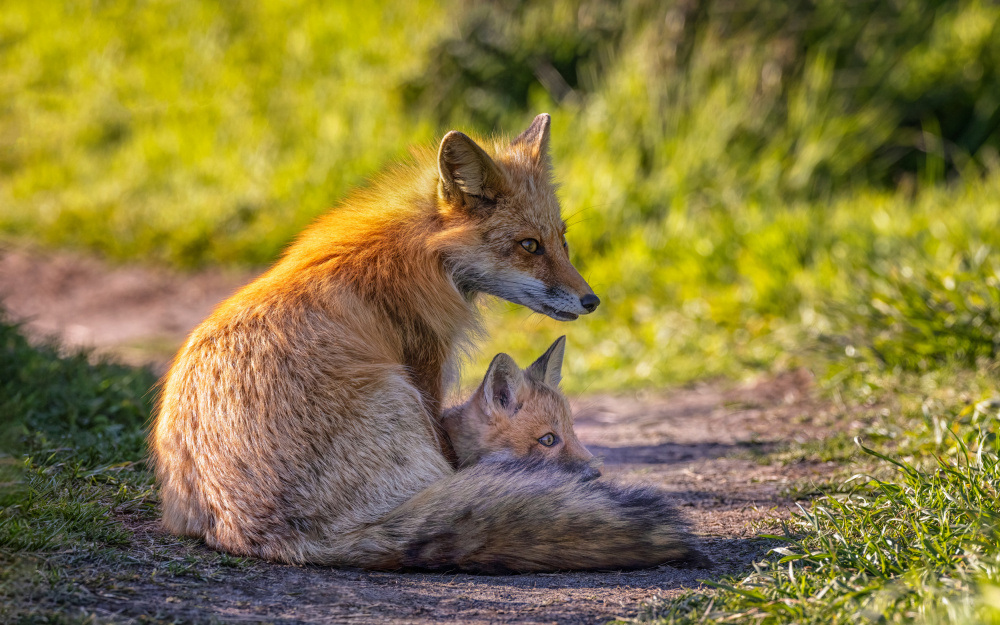 Foxes, Maternal Love from Joanna W