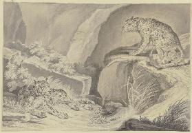 Zwei Jaguare mit ihren Jungen in einer Felsenkluft