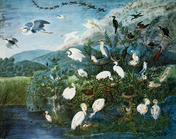 Vogelleben in einem ungarischen Sumpf from Johann Friedrich Naumann
