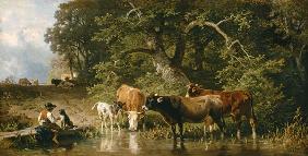 Guardian boy with cows at the watering-place