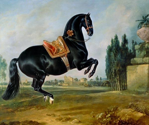 A black horse performing the Courbette, or Croupade from Johann Georg Hamilton