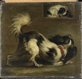 Zwei Bologneser Hunde (Kontinentale Zwergspaniel)