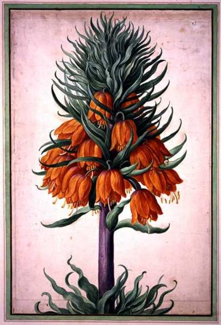 Fritillaria imperialis (crown imperial) plate 25 from the Nassau Florilegium from Johann Jakob Walther