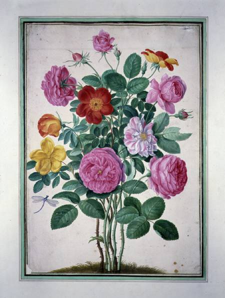 Roses, plate 4 from the Nassau Florilegium  on from Johann Jakob Walther