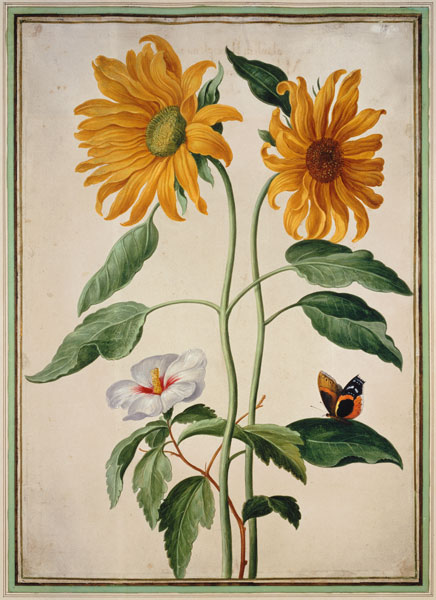 Sunflowers plate 18 from the Nassau Florilegium  on from Johann Jakob Walther