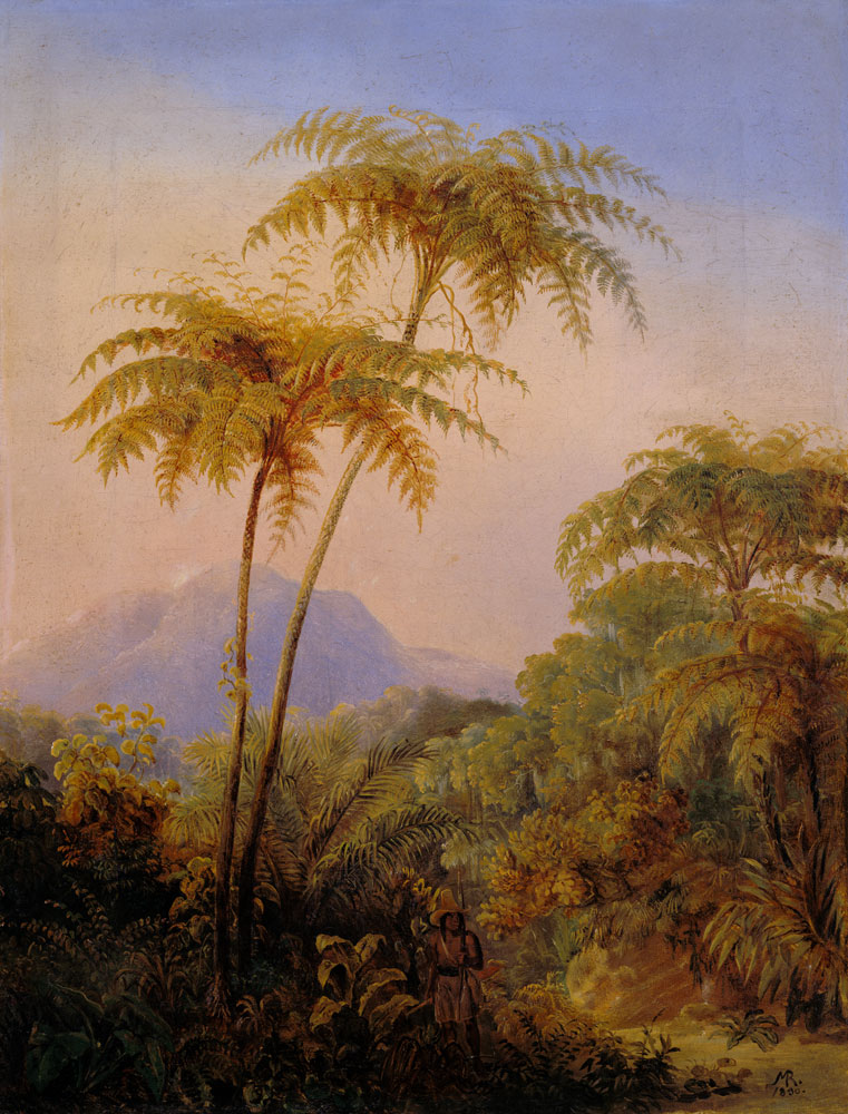 Tree fern from the Brazilian jungle. from Johann Moritz Rugendas