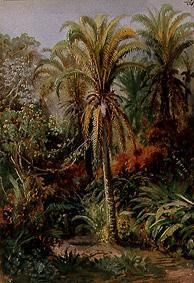 Tropical vegetation from Johann Moritz Rugendas