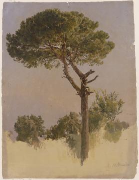 Pinienbaum bei S. Nicola da Tolentino in Rom