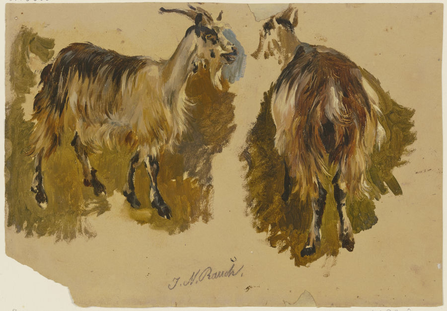 Two goats from Johann Nepomuk Rauch