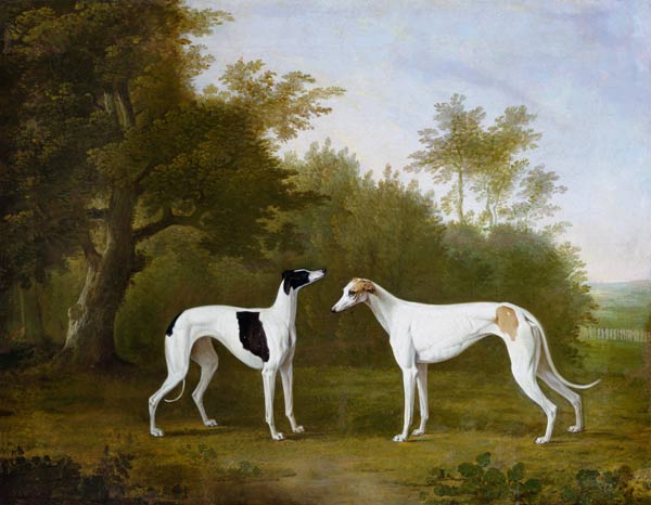 Two Greyhounds in a wooded landscape. from John Boultbee