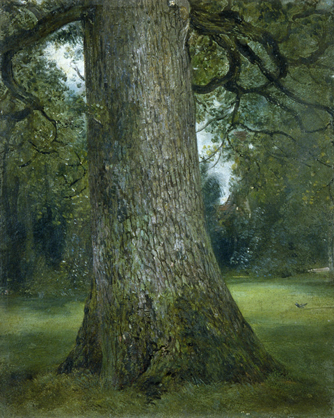 Study of the Trunk of an Elm Tree from John Constable