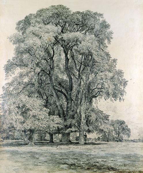 Elm trees in Old Hall Park, East Bergholt from John Constable