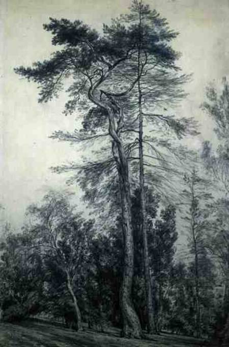 Fir Trees from John Constable