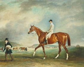"The Cur" chestnut racehorse with jockey up on Newmarket Heath