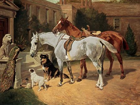 Horses and Dogs