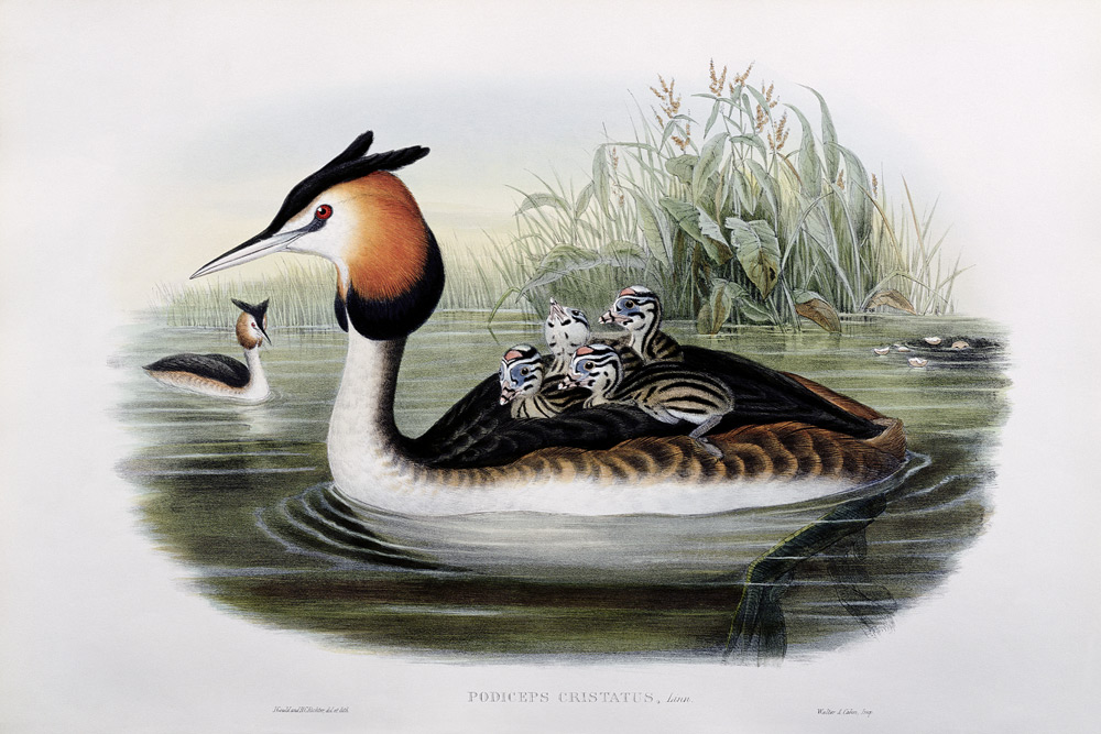 Great Crested Grebe (Podiceps Cristatus) (hand coloured litho) from John Gould