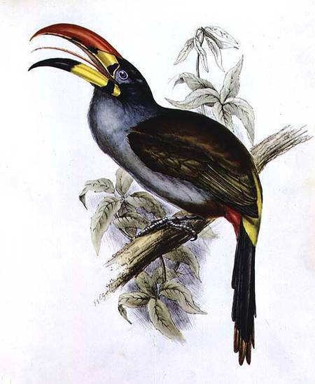 Pteroglossus Hypoglaucus from 'Tropical Birds' from John Gould