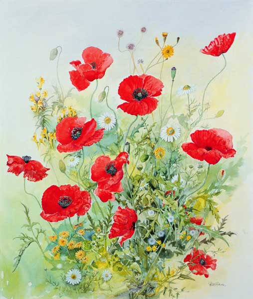 Poppies and Mayweed  from John  Gubbins