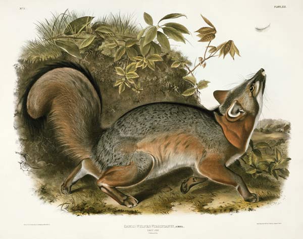 Canis (Vulpes) Virginianus (Grey Fox), plate 21 from 'Quadrupeds of North America', engraved by John from John James Audubon
