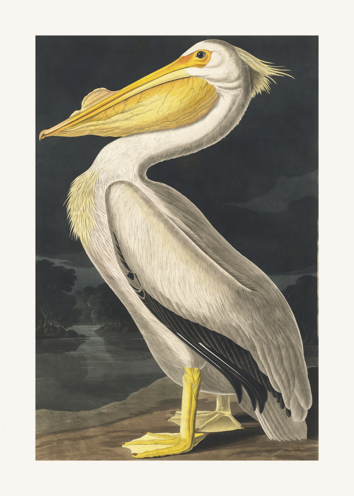 American White Pelican From Birds of America (1827) from John James Audubon